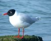 Mediterranean Gull at Westcliff Seafront (Steve Arlow) (55526 bytes)